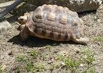 Captain Sulcata