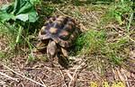 Franklin the Sulcata