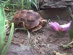 Peter the Sulcata