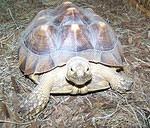 Rufus - Approx 7 year old 25 pound Sulcata