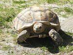 Scooter Sulcata 3