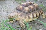 Small Sulcata approx 7 years old