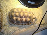 Sulcata 2