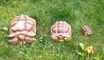 Sulcata extravaganza