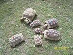 Sulcata tortoises available
