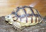 Sulcata two year old