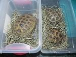 Russian Tortoises Aug 2014