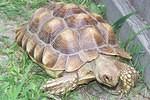 7 year old small Sulcata