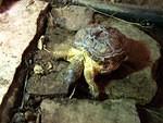 Giant black wood turtle severely deformed