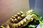 Sulcata tortoise with terrible MBD