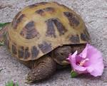 Bertha and Rose of Sharon Flower