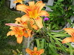 Cay Lilies