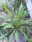 Plantain minor