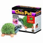 Turtle Chia Pet