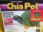 Turtle Chia Pet