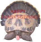 Happy Thanksgiving Tortoise