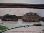 Don s Flattened vs normal shell desert tortoise Small 