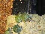 Hatchlings RES March 2018