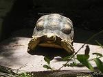 Dumpling 2 year old Sulcata