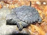 Snapping turtle hatchling Aug 2018