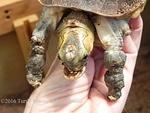 Sammy Chinese box turtle c