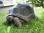 TRLI June 2014 Aldabra