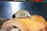 Russian Tortoise hatchlings ~