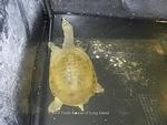 Chinese Softshell turtle