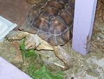 DC - 11 year old Sulcata