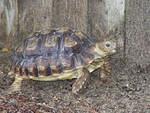 Four year old Sulcata 4 inches