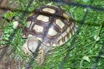 Hatchling Sulcata eating RT graze seed mix