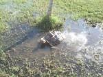 Knobby basking in a mud puddle1