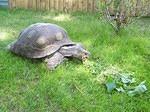 Manouria emys Burmese black mountain tortoise 35 years old