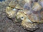 SPCA Sulcata c