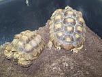 SPCA Sulcata tortoises c