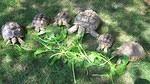 Sulcata tortoises munching