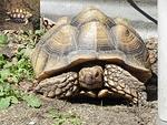 Sulcata