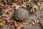 Female Box turtle brown