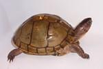 Female Three toed box turtle