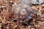 Pretty Female Eastern Box turtle