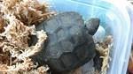 Rocky Bermese Mountain Tortoise Baby