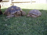 Tortoise 9-2007 021