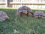 Tortoise 9-2007 028