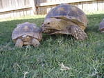 Tortoise 9-2007 029