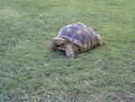 Tortoise 9-2007 073 001