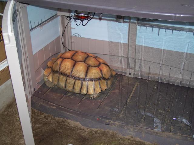 Heated tortoise shed