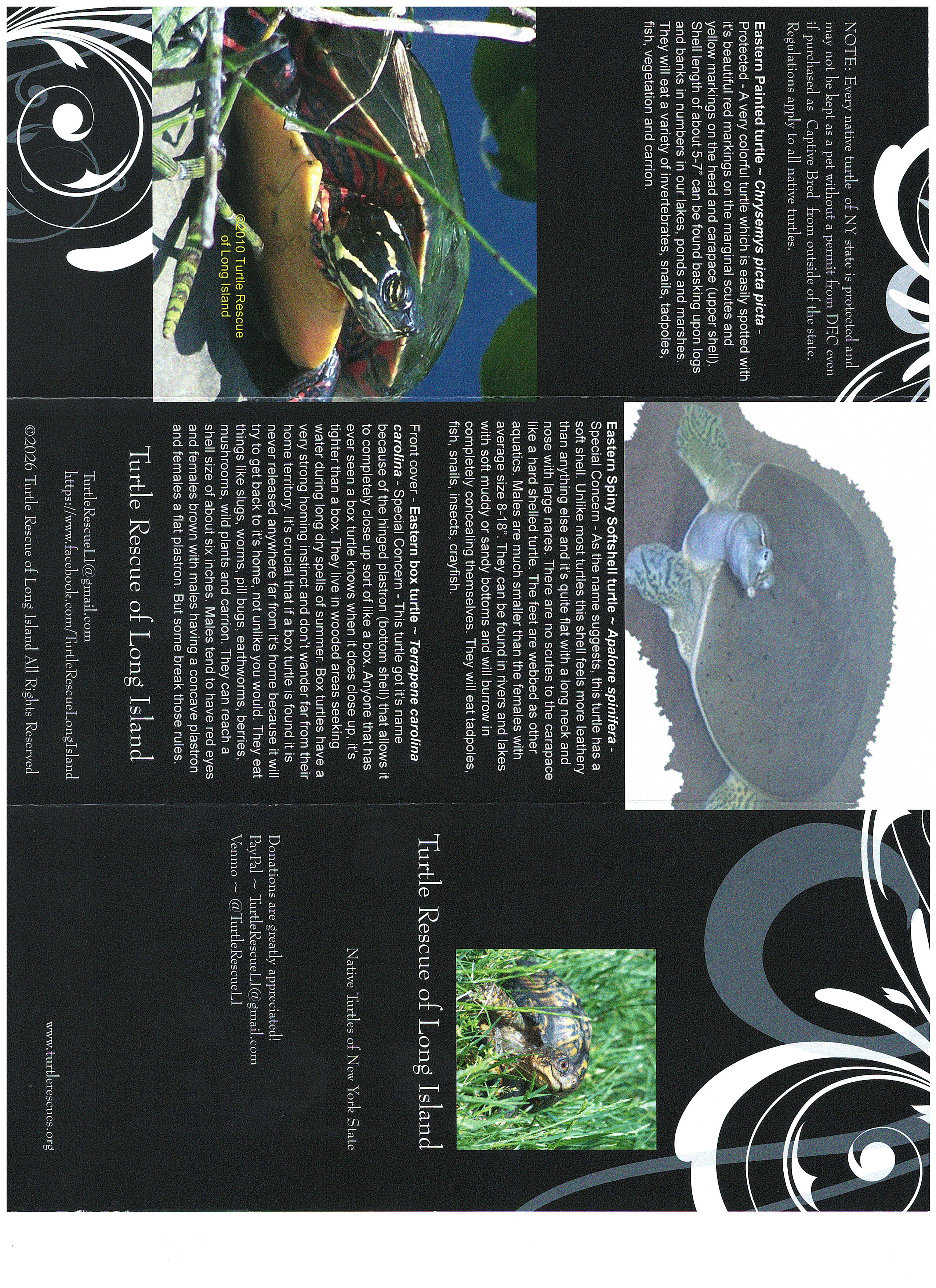 turtles of New York brochure 