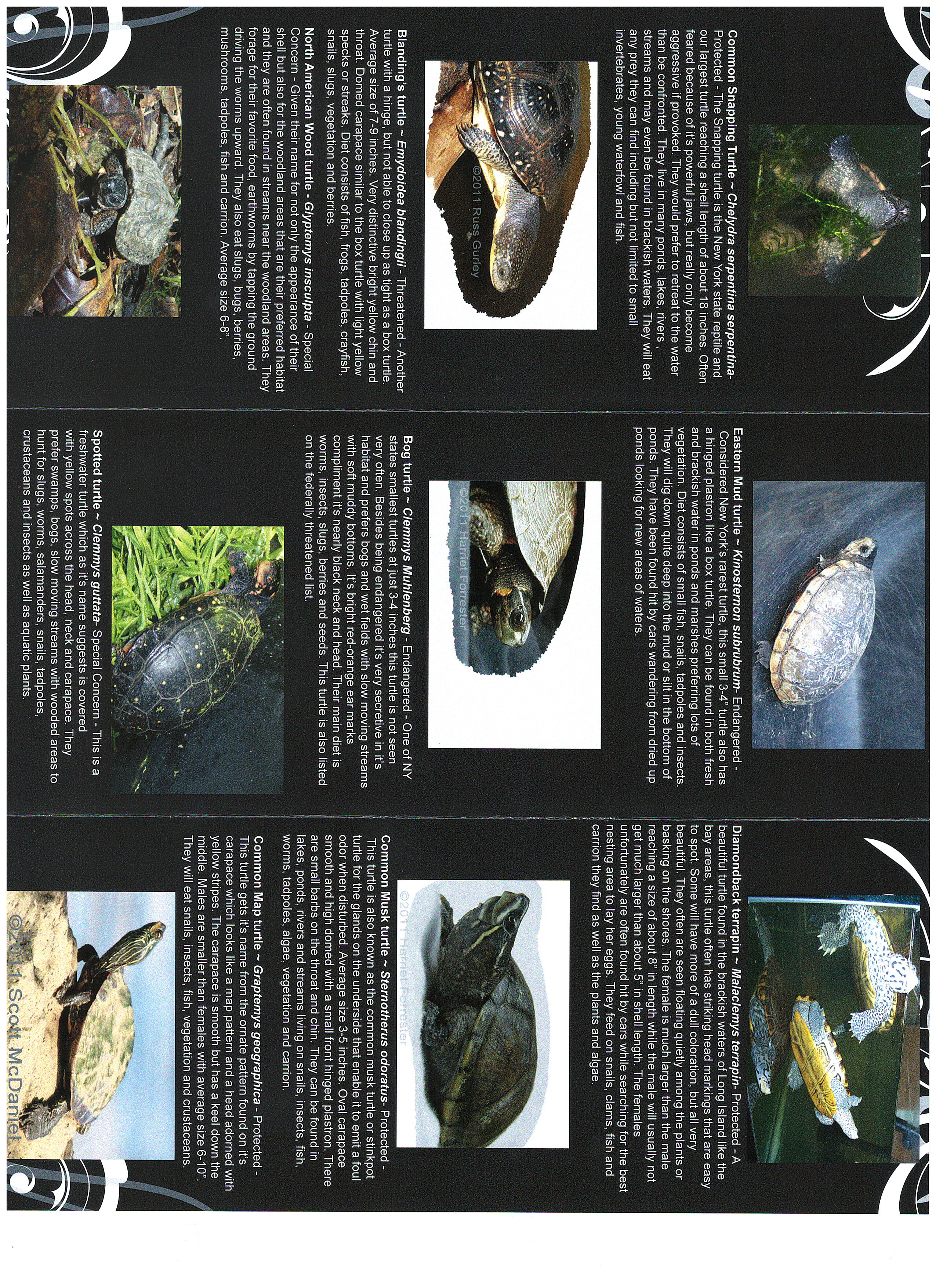 turtles of New York brochure 