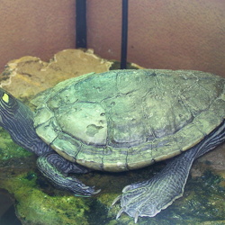 Turtle pictures