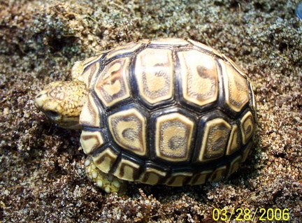 Smaller LT deformed scute left side